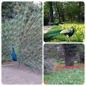 Jardin de Bagatelle